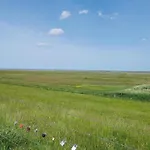 Seeschwalbe In Nyaraló