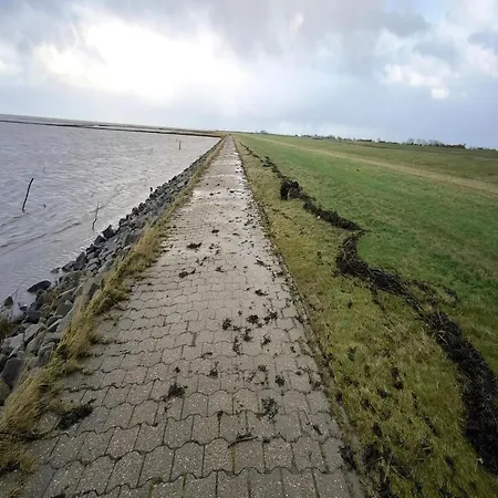 Seeschwalbe In