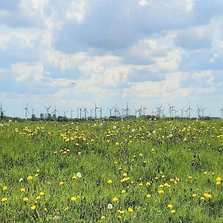 Seeschwalbe In Dornumersiel